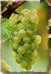 Mouth-watering wines for the end of summer